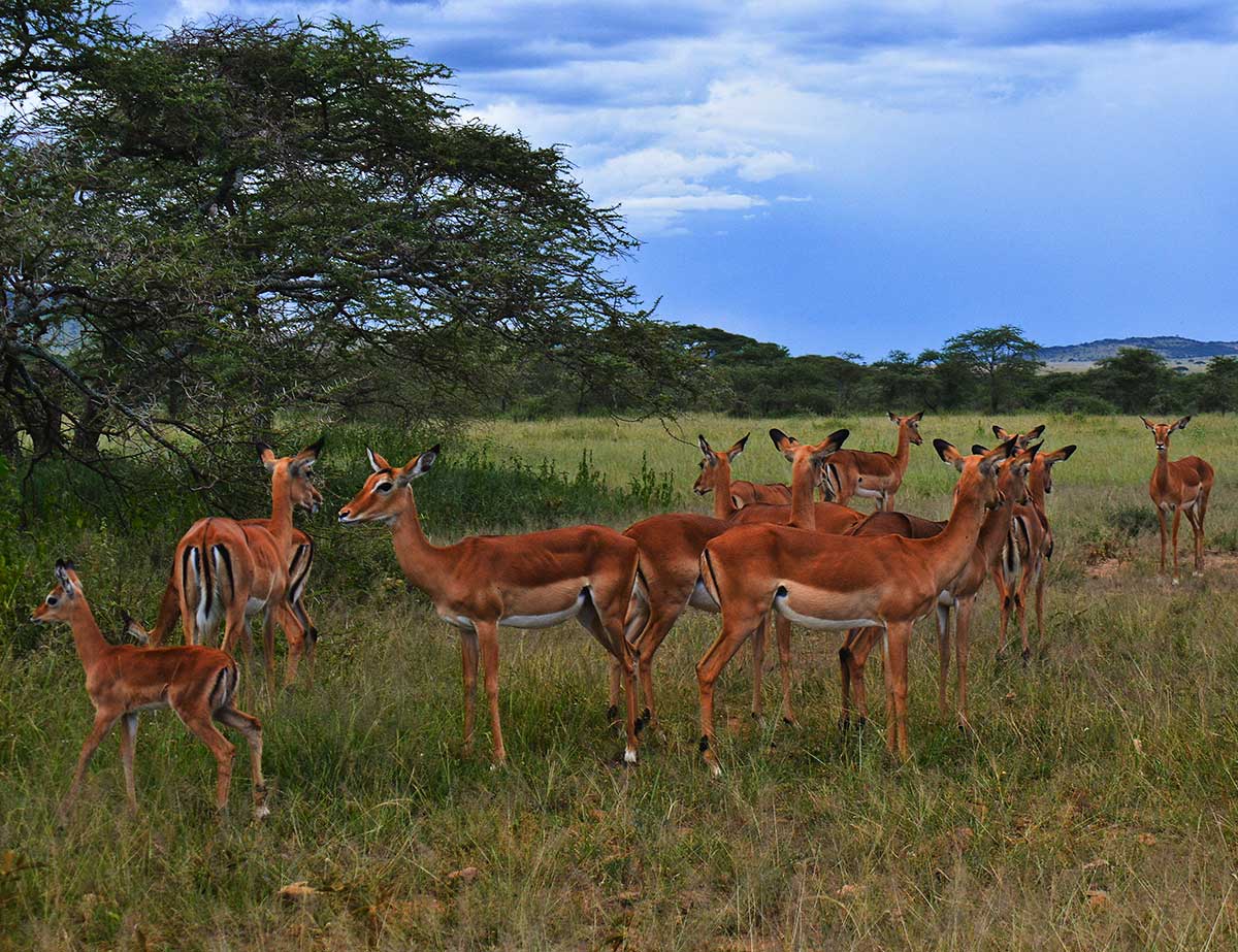 Antelopes in Lake Manyara National Park